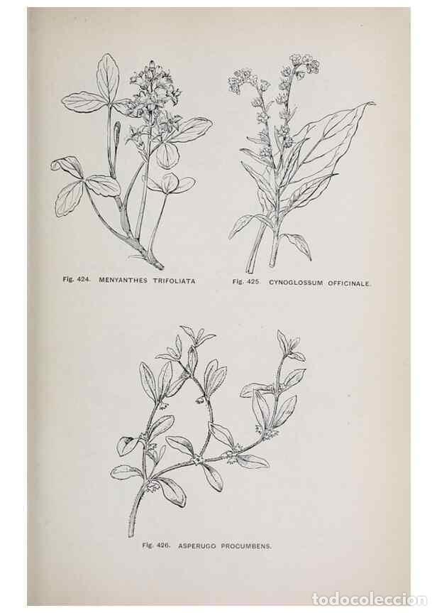 Colecionismo de Revistas e Jornais: Reproducci&oacute;n/Reproduction 49742730628: The flora of the Liverpool district /. Liverpool :D. Marples