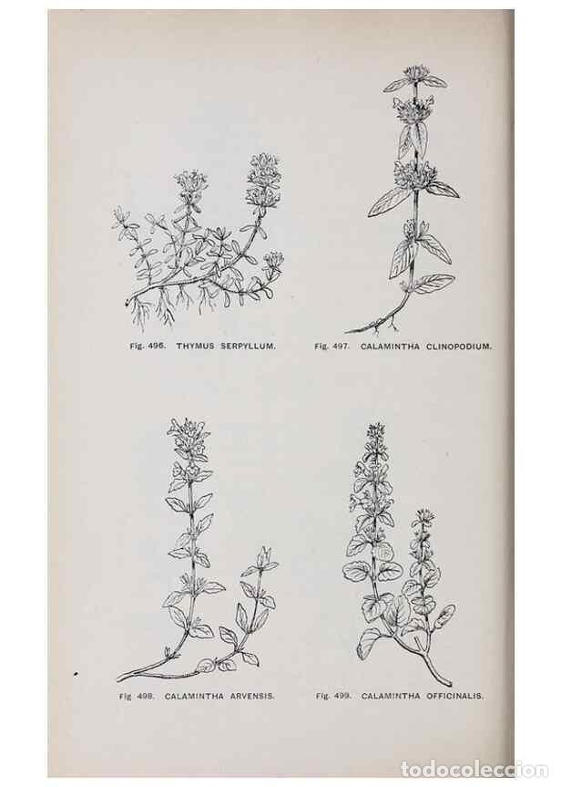 Colecionismo de Revistas e Jornais: Reproducci&oacute;n/Reproduction 49743605712: The flora of the Liverpool district /. Liverpool :D. Marples