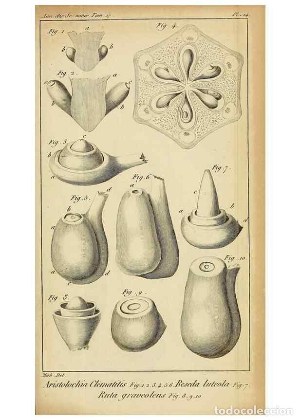 Colecionismo de Revistas e Jornais: Reproducci&oacute;n/Reproduction 49773616668: Annales des sciences naturelles :. Paris :Crochard. - Feuguer
