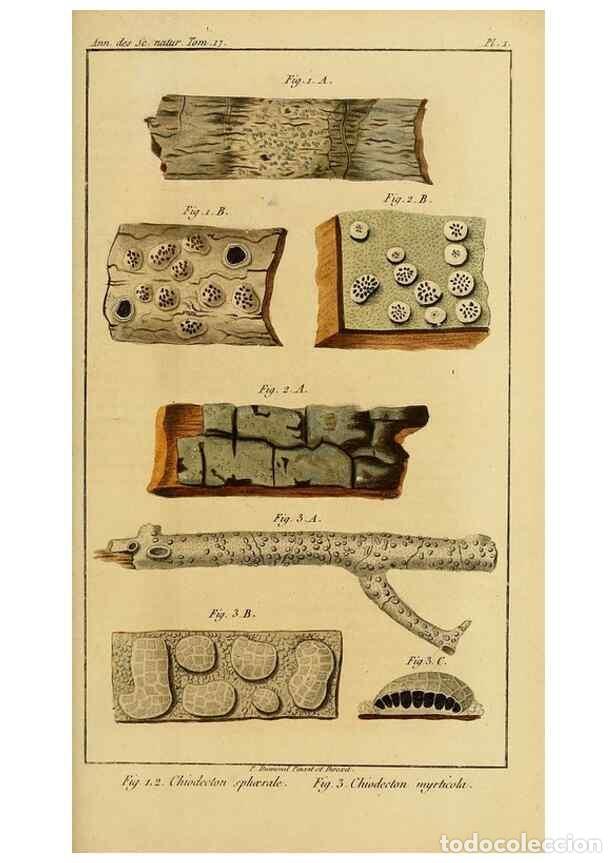 Colecionismo de Revistas e Jornais: Reproducci&oacute;n/Reproduction 49774471017: Annales des sciences naturelles :. Paris :Crochard. - Feuguer