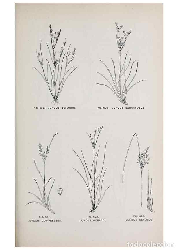 Colecionismo de Revistas e Jornais: Reproducci&oacute;n/Reproduction 49742744553: The flora of the Liverpool district /. Liverpool :D. Marples