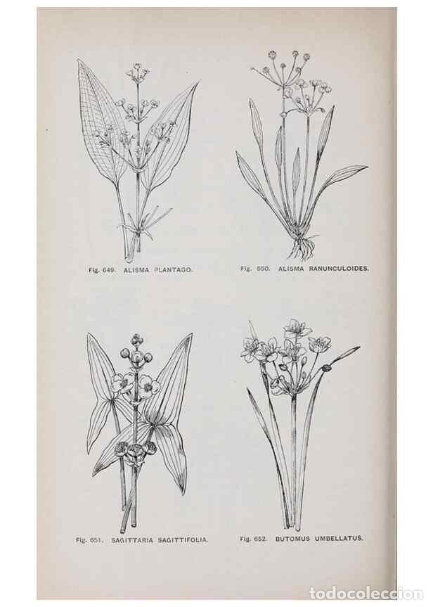 Colecionismo de Revistas e Jornais: Reproducci&oacute;n/Reproduction 49742746128: The flora of the Liverpool district /. Liverpool :D. Marples