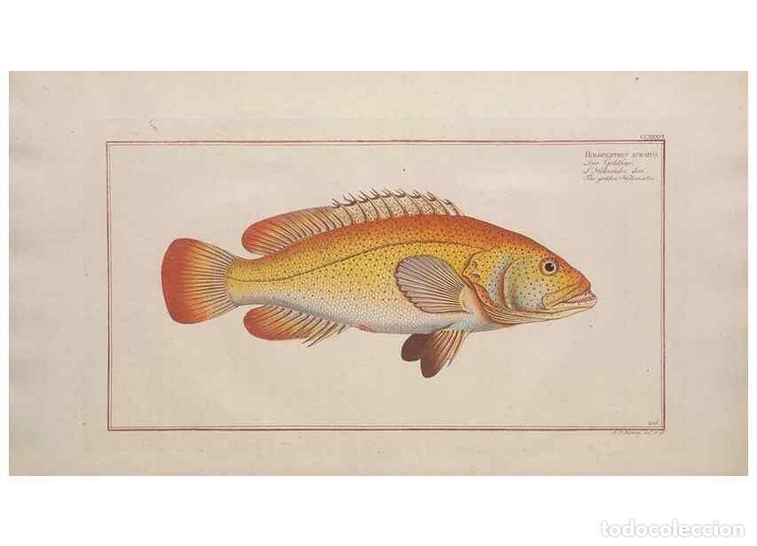 Colecionismo de Revistas e Jornais: Reproducci&oacute;n/Reproduction 49774606202: Ichtyologie, ou, Histoire naturelle, g&eacute;n&eacute;rale et particuli&egrave;re