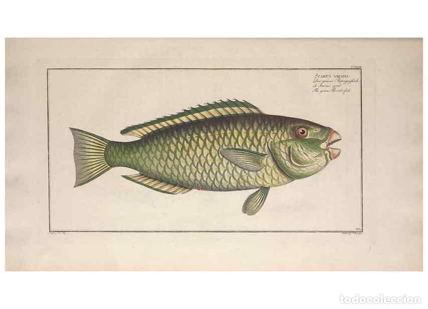 Colecionismo de Revistas e Jornais: Reproducci&oacute;n/Reproduction 49774269181: Ichtyologie, ou, Histoire naturelle, g&eacute;n&eacute;rale et particuli&egrave;re