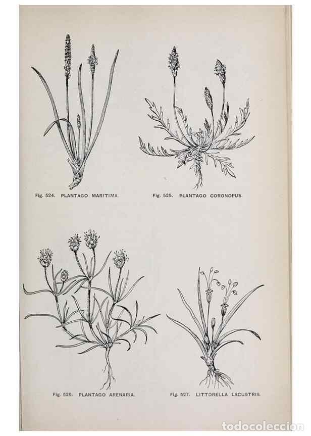 Colecionismo de Revistas e Jornais: Reproducci&oacute;n/Reproduction 49742737068: The flora of the Liverpool district /. Liverpool :D. Marples