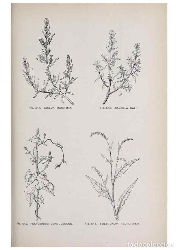 Colecionismo de Revistas e Jornais: Reproducci&oacute;n/Reproduction 49743287996: The flora of the Liverpool district /. Liverpool :D. Marples