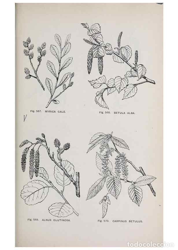 Colecionismo de Revistas e Jornais: Reproducci&oacute;n/Reproduction 49743289761: The flora of the Liverpool district /. Liverpool :D. Marples