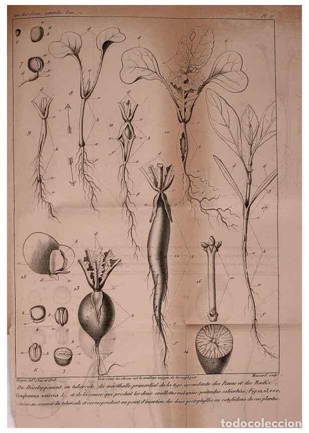 Colecionismo de Revistas e Jornais: Reproducci&oacute;n/Reproduction 49773734398: Annales des sciences naturelles :. Paris :Crochard. - Feuguer