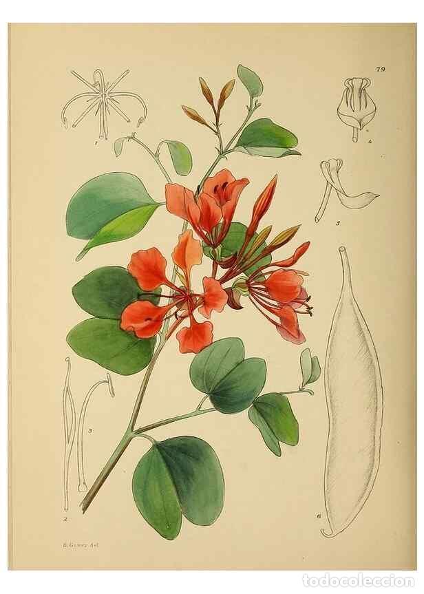 Colecionismo de Revistas e Jornais: Reproducci&oacute;n/Reproduction 49758070747: The Flowering plants of Africa.. Pretoria [etc.]Botanical Res