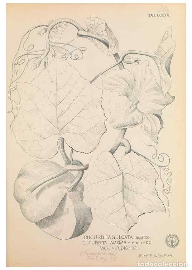 Colecionismo de Revistas e Jornais: Reproducci&oacute;n/Reproduction 49746657443: Flora de Filipinas,. Manila,Estab. tip. de Plana y ca.,1877-8