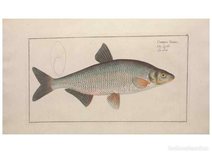 Colecionismo de Revistas e Jornais: Reproducci&oacute;n/Reproduction 49769463302: Ichtyologie, ou, Histoire naturelle, g&eacute;n&eacute;rale et particuli&egrave;re