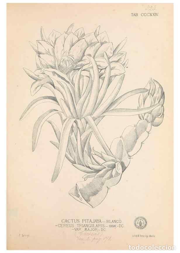Colecionismo de Revistas e Jornais: Reproducci&oacute;n/Reproduction 49746658543: Flora de Filipinas,. Manila,Estab. tip. de Plana y ca.,1877-8
