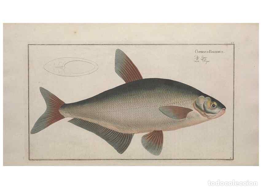 Colecionismo de Revistas e Jornais: Reproducci&oacute;n/Reproduction 49769465052: Ichtyologie, ou, Histoire naturelle, g&eacute;n&eacute;rale et particuli&egrave;re