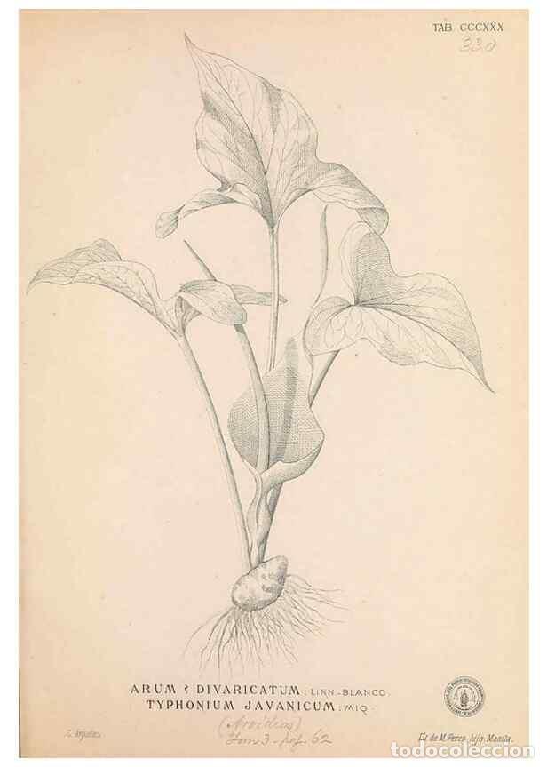 Colecionismo de Revistas e Jornais: Reproducci&oacute;n/Reproduction 49747528312: Flora de Filipinas,. Manila,Estab. tip. de Plana y ca.,1877-8