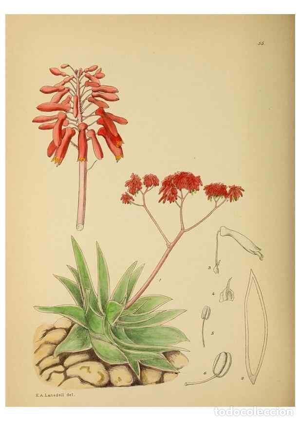 Colecionismo de Revistas e Jornais: Reproducci&oacute;n/Reproduction 49757202993: The Flowering plants of Africa.. Pretoria [etc.]Botanical Res