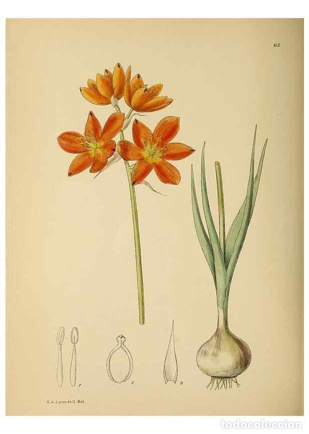 Colecionismo de Revistas e Jornais: Reproducci&oacute;n/Reproduction 49758066657: The Flowering plants of Africa.. Pretoria [etc.]Botanical Res