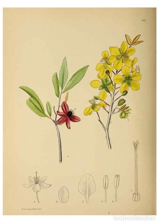 Colecionismo de Revistas e Jornais: Reproducci&oacute;n/Reproduction 49758067972: The Flowering plants of Africa.. Pretoria [etc.]Botanical Res