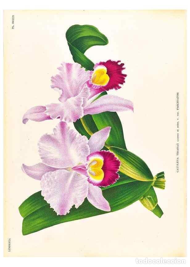 Colecionismo de Revistas e Jornais: Reproducci&oacute;n/Reproduction 49757652692: Lindenia :. Gand [Belgium] :Impr. F. Meyer-van Loo,1885-1906.