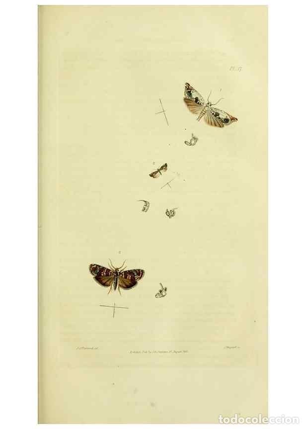 Colecionismo de Revistas e Jornais: Reproducci&oacute;n/Reproduction 49746176786: Illustrations of British entomology;. London:Printed for the