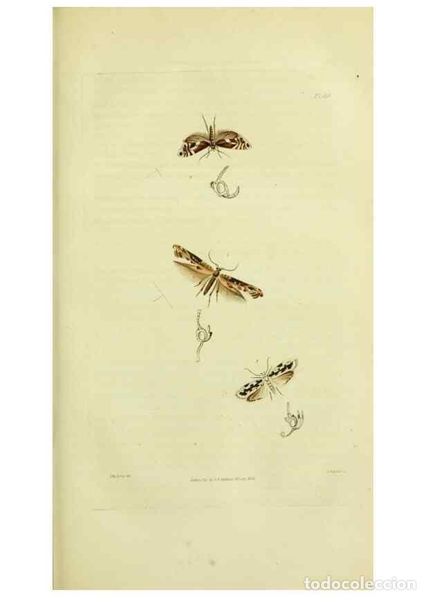 Colecionismo de Revistas e Jornais: Reproducci&oacute;n/Reproduction 49745638608: Illustrations of British entomology;. London:Printed for the