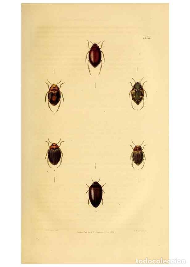 Colecionismo de Revistas e Jornais: Reproducci&oacute;n/Reproduction 49746687392: Illustrations of British entomology;. London:Printed for the