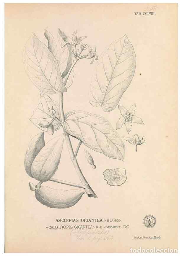 Colecionismo de Revistas e Jornais: Reproducci&oacute;n/Reproduction 49747510657: Flora de Filipinas,. Manila,Estab. tip. de Plana y ca.,1877-8