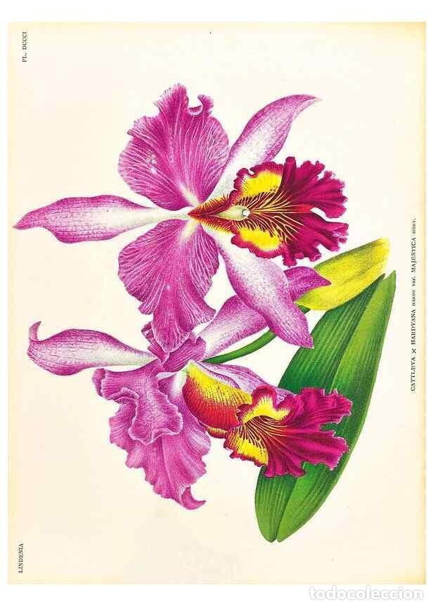 Coleccionismo de Revistas y Peri&oacute;dicos: Reproducci&oacute;n/Reproduction 49757650207: Lindenia :. Gand [Belgium] :Impr. F. Meyer-van Loo,1885-1906.