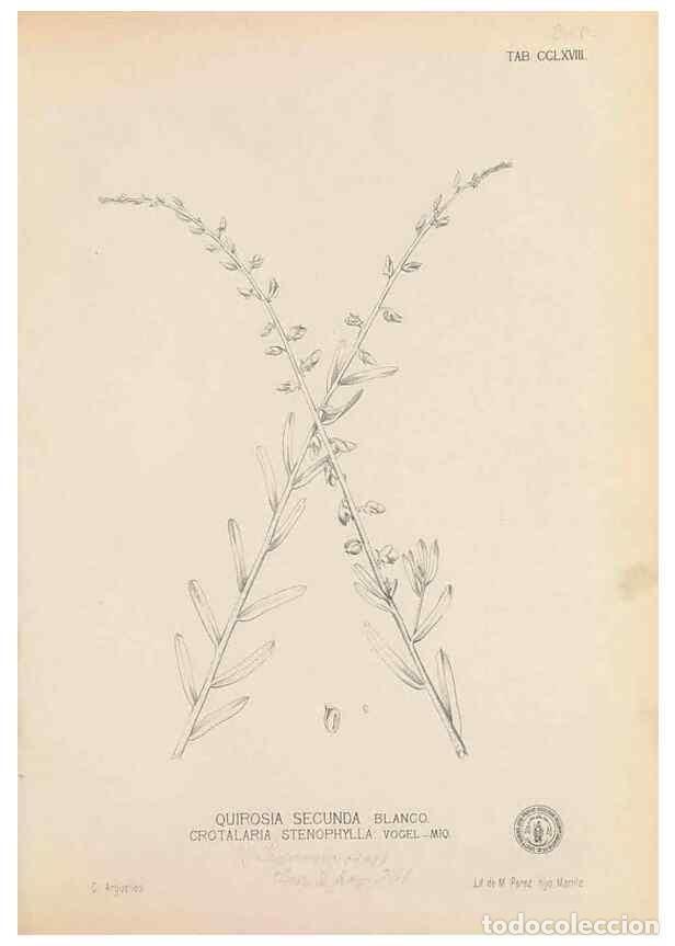 Coleccionismo de Revistas y Peri&oacute;dicos: Reproducci&oacute;n/Reproduction 49746644168: Flora de Filipinas,. Manila,Estab. tip. de Plana y ca.,1877-8