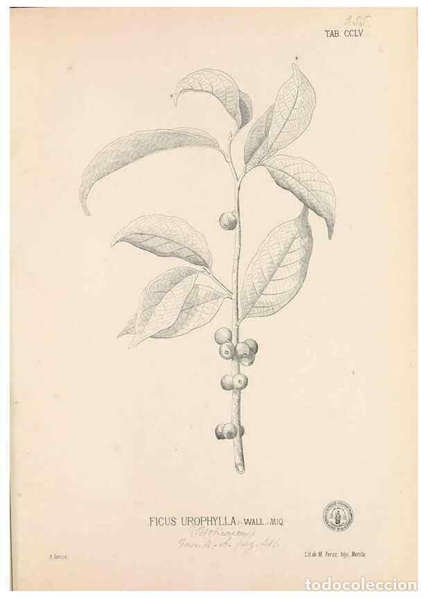 Coleccionismo de Revistas y Peri&oacute;dicos: Reproducci&oacute;n/Reproduction 49746640453: Flora de Filipinas,. Manila,Estab. tip. de Plana y ca.,1877-8