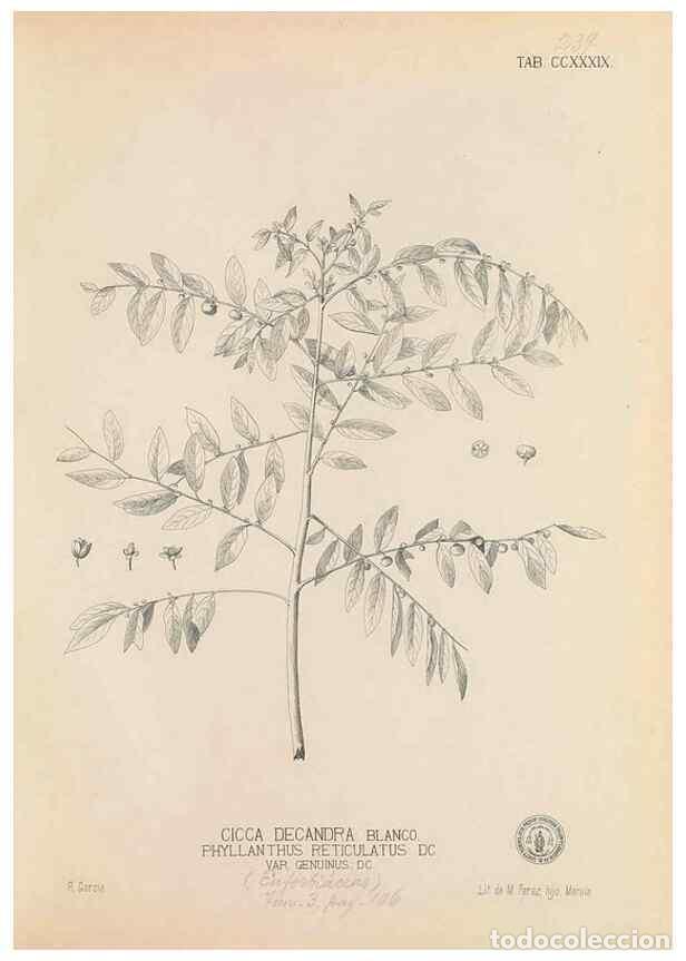 Coleccionismo de Revistas y Peri&oacute;dicos: Reproducci&oacute;n/Reproduction 49746635708: Flora de Filipinas,. Manila,Estab. tip. de Plana y ca.,1877-8