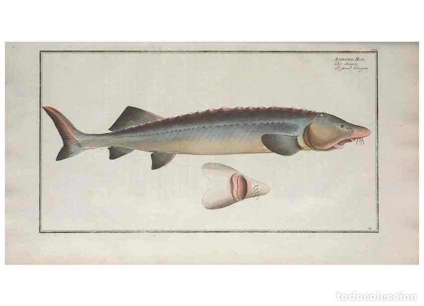 Collection Magazines and Newspapers: Reproducci&oacute;n/Reproduction 49769970133: Ichtyologie, ou, Histoire naturelle, g&eacute;n&eacute;rale et particuli&egrave;re