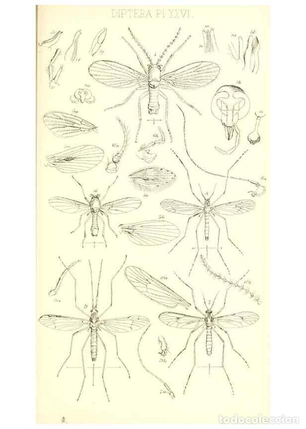 Collection Magazines and Newspapers: Reproducci&oacute;n/Reproduction 49771081867: Insecta Britanica : Diptera / by Francis Walker.. London :Ree