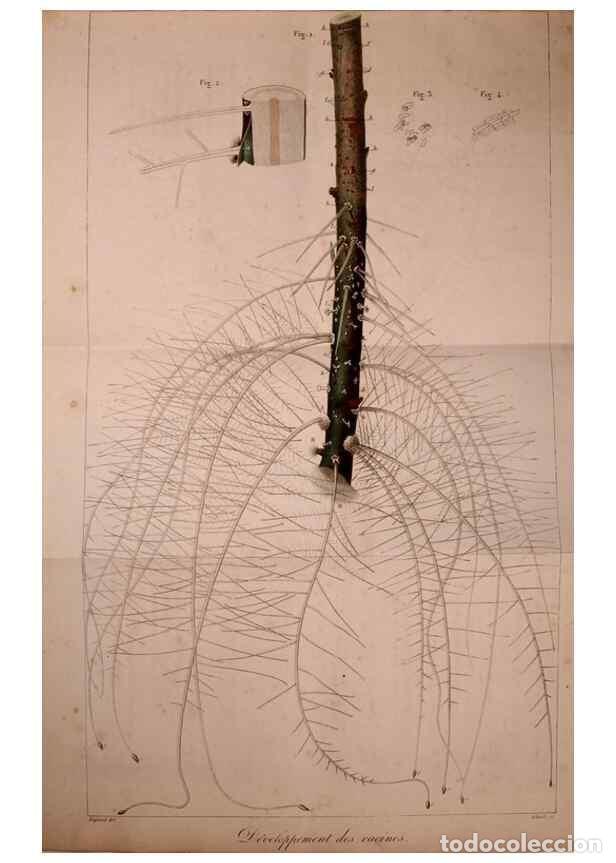 Collection Magazines and Newspapers: Reproducci&oacute;n/Reproduction 49773309251: Annales des sciences naturelles :. Paris :Crochard. - Feuguer