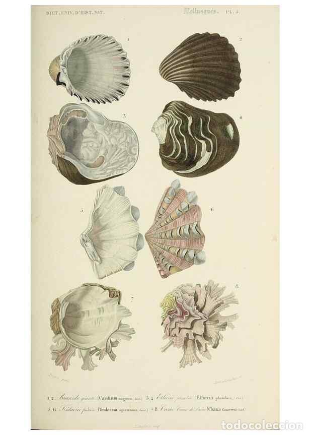 Collection Magazines and Newspapers: Reproducci&oacute;n/Reproduction 49724209243: Dictionnaire universel d'histoire naturelle :. Paris :Chez le