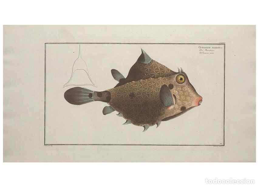 Collection Magazines and Newspapers: Reproducci&oacute;n/Reproduction 49770505821: Ichtyologie, ou, Histoire naturelle, g&eacute;n&eacute;rale et particuli&egrave;re