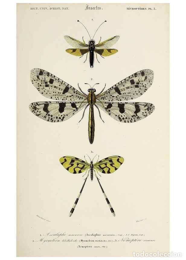 Collection Magazines and Newspapers: Reproducci&oacute;n/Reproduction 49724563637: Dictionnaire universel d'histoire naturelle :. Paris :Chez le