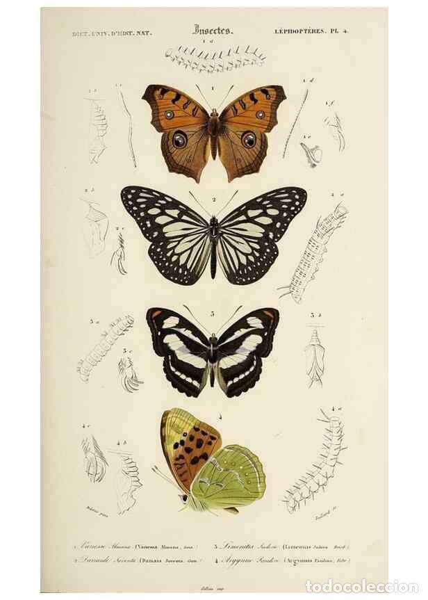 Collection Magazines and Newspapers: Reproducci&oacute;n/Reproduction 49724249236: Dictionnaire universel d'histoire naturelle :. Paris :Chez le