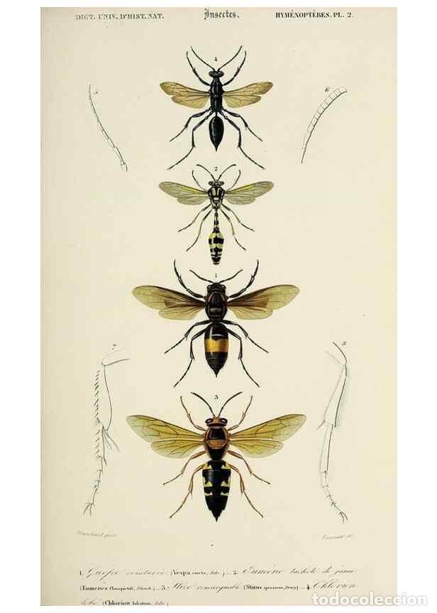 Collection Magazines and Newspapers: Reproducci&oacute;n/Reproduction 49724241636: Dictionnaire universel d'histoire naturelle :. Paris :Chez le