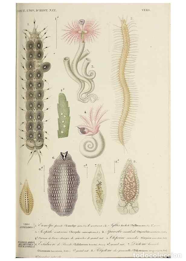 Collection Magazines and Newspapers: Reproducci&oacute;n/Reproduction 49725061572: Dictionnaire universel d'histoire naturelle :. Paris :Chez le