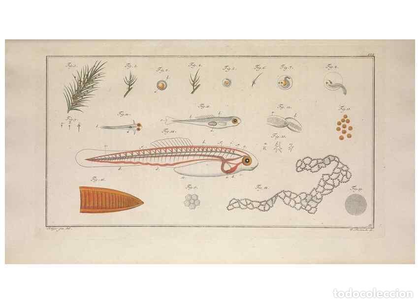 Collection Magazines and Newspapers: Reproducci&oacute;n/Reproduction 49768609718: Ichtyologie, ou, Histoire naturelle, g&eacute;n&eacute;rale et particuli&egrave;re