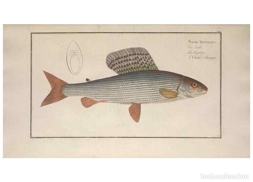 Collection Magazines and Newspapers: Reproducci&oacute;n/Reproduction 49769471027: Ichtyologie, ou, Histoire naturelle, g&eacute;n&eacute;rale et particuli&egrave;re