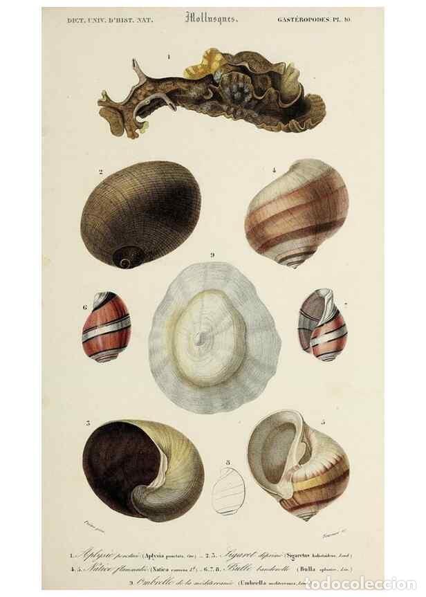 Collection Magazines and Newspapers: Reproducci&oacute;n/Reproduction 49724744756: Dictionnaire universel d'histoire naturelle :. Paris :Chez le