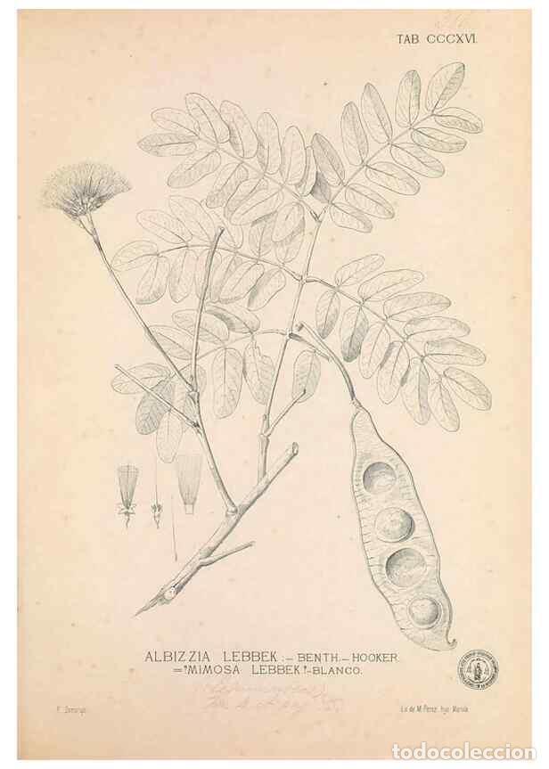 Coleccionismo de Revistas y Peri&oacute;dicos: Reproducci&oacute;n/Reproduction 49747525152: Flora de Filipinas,. Manila,Estab. tip. de Plana y ca.,1877-8