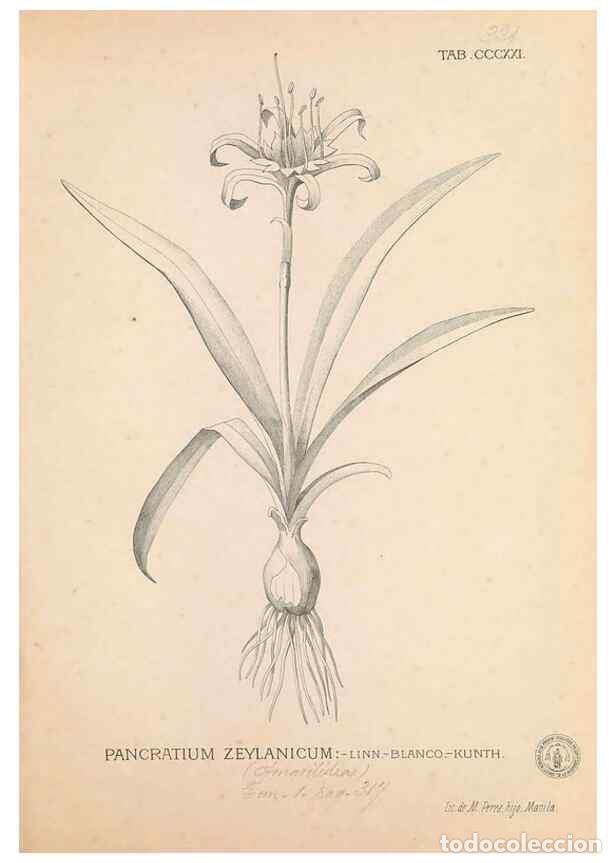 Coleccionismo de Revistas y Peri&oacute;dicos: Reproducci&oacute;n/Reproduction 49746657653: Flora de Filipinas,. Manila,Estab. tip. de Plana y ca.,1877-8