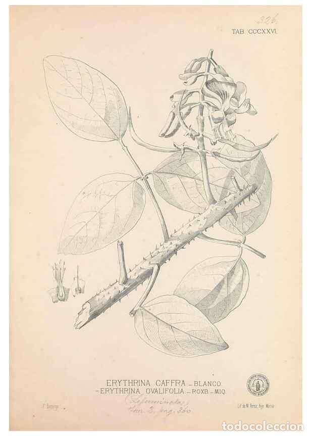 Coleccionismo de Revistas y Peri&oacute;dicos: Reproducci&oacute;n/Reproduction 49746659023: Flora de Filipinas,. Manila,Estab. tip. de Plana y ca.,1877-8