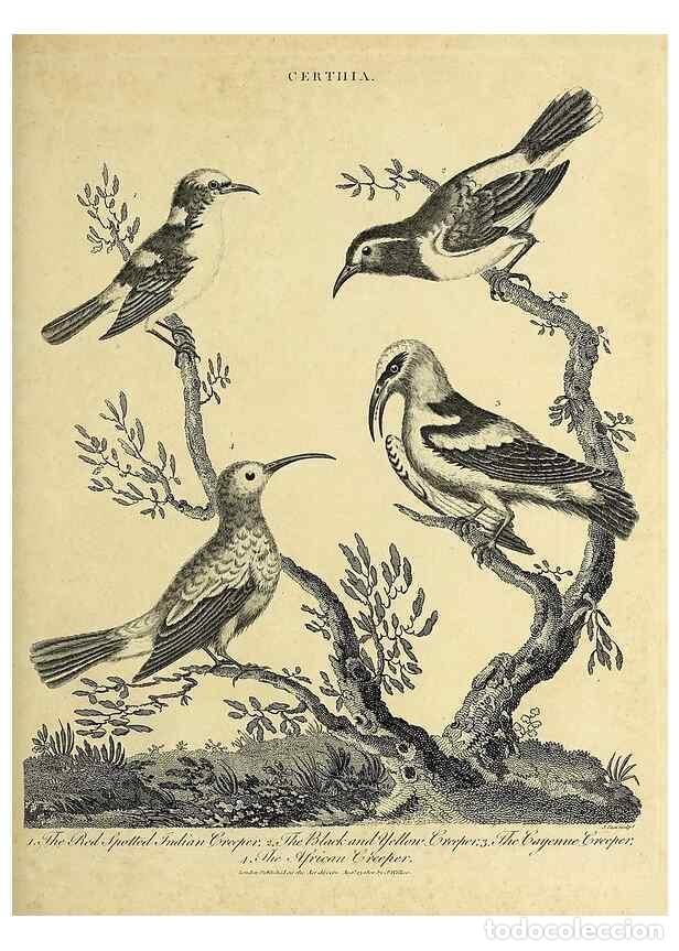 Coleccionismo de Revistas y Peri&oacute;dicos: Reproducci&oacute;n/Reproduction 49753590938: Encyclopaedia londinensis, or, Universal dictionary of arts,