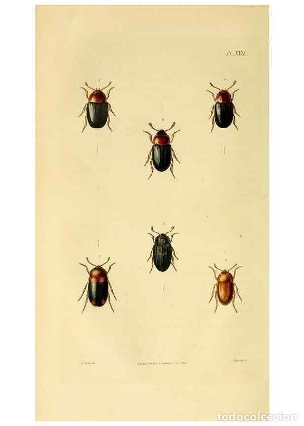Coleccionismo de Revistas y Peri&oacute;dicos: Reproducci&oacute;n/Reproduction 49745898453: Illustrations of British entomology;. London:Printed for the