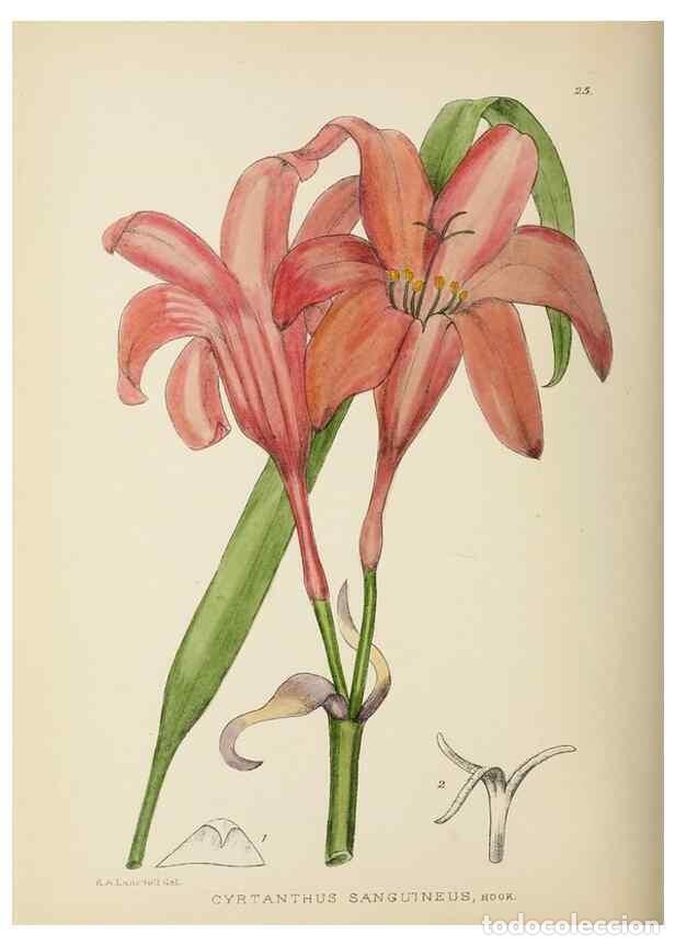 Coleccionismo de Revistas y Peri&oacute;dicos: Reproducci&oacute;n/Reproduction 49753154733: The Flowering plants of Africa.. Pretoria [etc.]Botanical Res