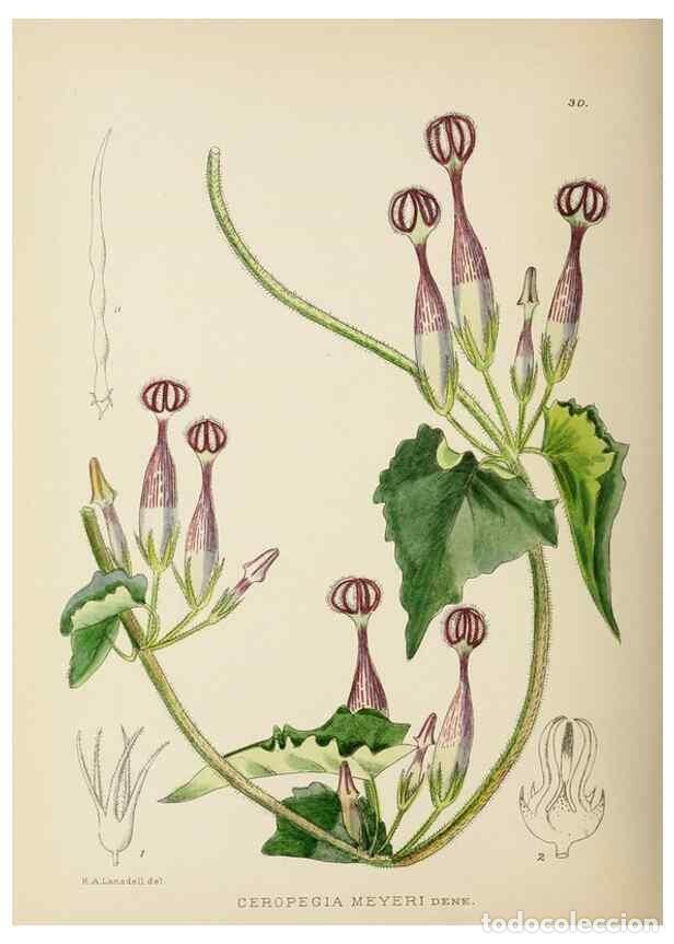 Coleccionismo de Revistas y Peri&oacute;dicos: Reproducci&oacute;n/Reproduction 49753156193: The Flowering plants of Africa.. Pretoria [etc.]Botanical Res