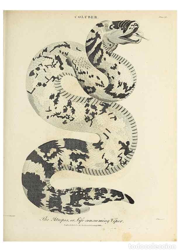 Coleccionismo de Revistas y Peri&oacute;dicos: Reproducci&oacute;n/Reproduction 49753603548: Encyclopaedia londinensis, or, Universal dictionary of arts,